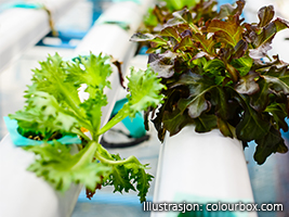 Nyttevekster i krukker